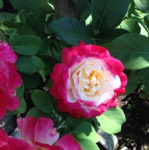 Meet your Posher, Timi